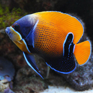 Euxiphipops Navarchus adulte : 7-10 cm